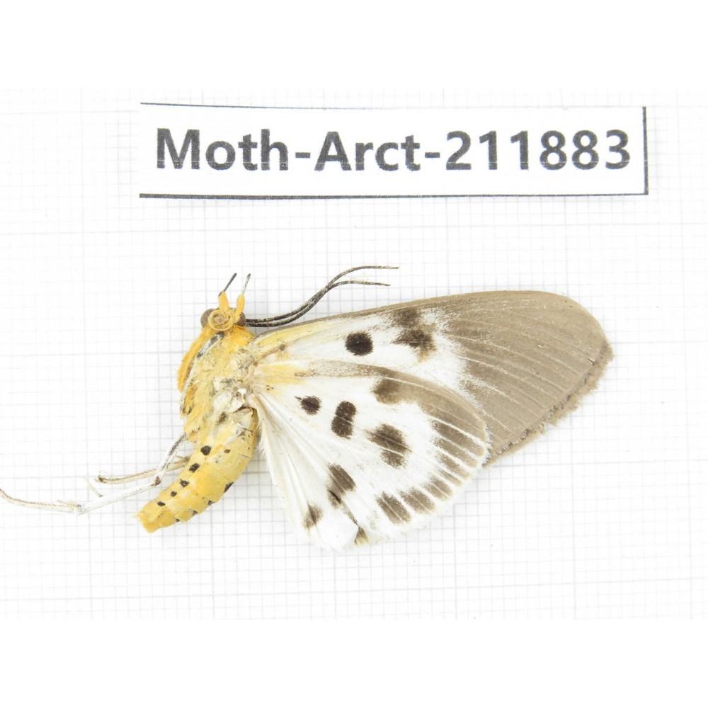 Arctiidae sp. China, Yunnan, Dali, S of Mt.Cangshan. 1Pcs. Moth-Arct-211883.