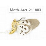 Arctiidae sp. China, Yunnan, Dali, S of Mt.Cangshan. 1Pcs. Moth-Arct-211883.