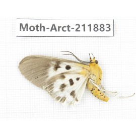 Arctiidae sp. China, Yunnan, Dali, S of Mt.Cangshan. 1Pcs. Moth-Arct-211883.