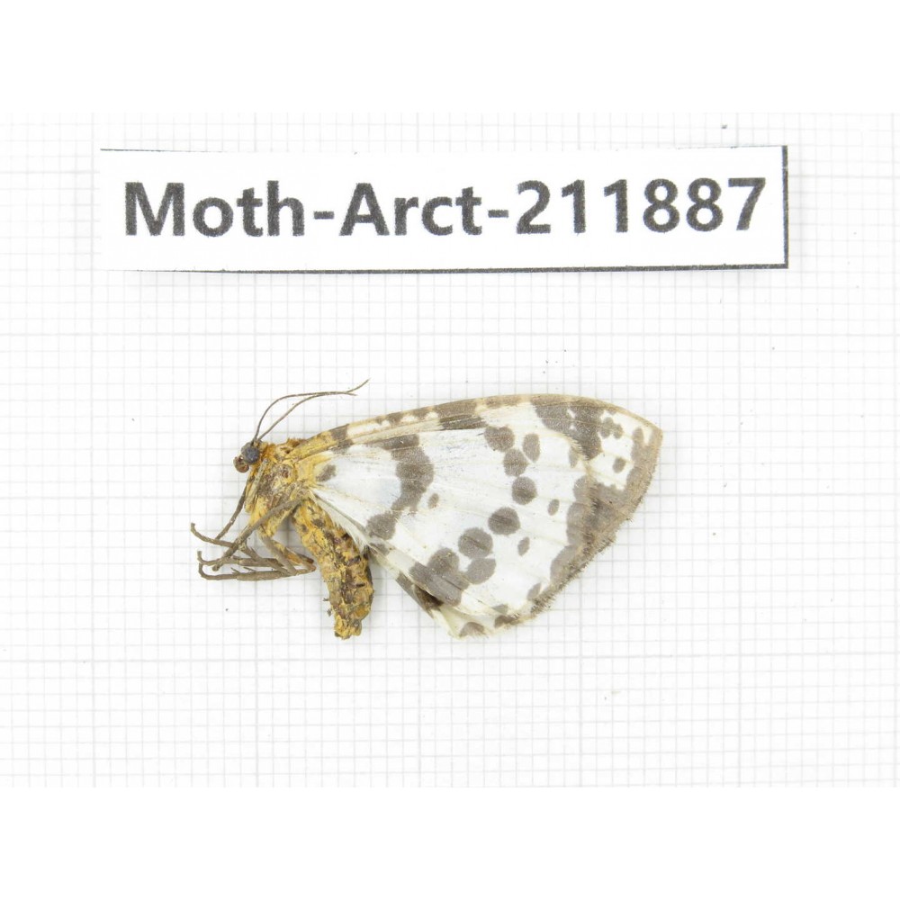 Arctiidae sp. China, Yunnan, Dali, S of Mt.Cangshan. 1Pcs. Moth-Arct-211887.