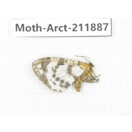 Arctiidae sp. China, Yunnan, Dali, S of Mt.Cangshan. 1Pcs. Moth-Arct-211887.