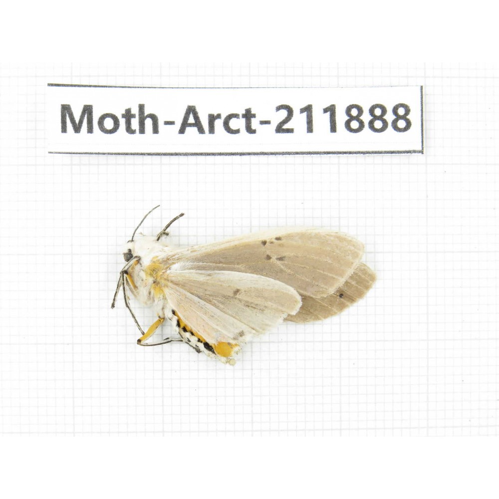 Arctiidae sp. China, Yunnan, Dali, S of Mt.Cangshan. 1Pcs. Moth-Arct-211888.