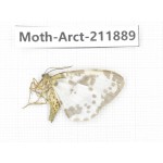 Arctiidae sp. China, Yunnan, Dali, S of Mt.Cangshan. 1Pcs. Moth-Arct-211889.