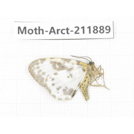 Arctiidae sp. China, Yunnan, Dali, S of Mt.Cangshan. 1Pcs. Moth-Arct-211889.