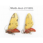 Arctiidae sp. China, Yunnan, Dali, S of Mt.Cangshan. 2Pcs. Moth-Arct-211895.