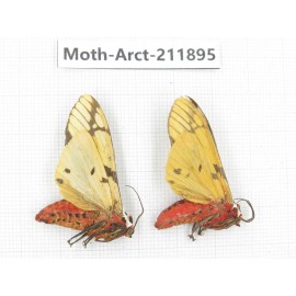 Arctiidae sp. China, Yunnan, Dali, S of Mt.Cangshan. 2Pcs. Moth-Arct-211895.