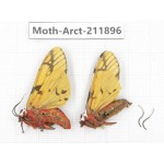 Arctiidae sp. China, Yunnan, Dali, S of Mt.Cangshan. 2Pcs. Moth-Arct-211896.