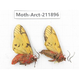 Arctiidae sp. China, Yunnan, Dali, S of Mt.Cangshan. 2Pcs. Moth-Arct-211896.
