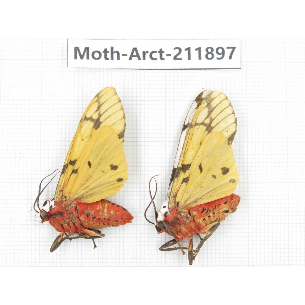 Arctiidae sp. China, Yunnan, Dali, S of Mt.Cangshan. 2Pcs. Moth-Arct-211897.