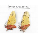 Arctiidae sp. China, Yunnan, Dali, S of Mt.Cangshan. 2Pcs. Moth-Arct-211897.