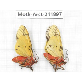 Arctiidae sp. China, Yunnan, Dali, S of Mt.Cangshan. 2Pcs. Moth-Arct-211897.