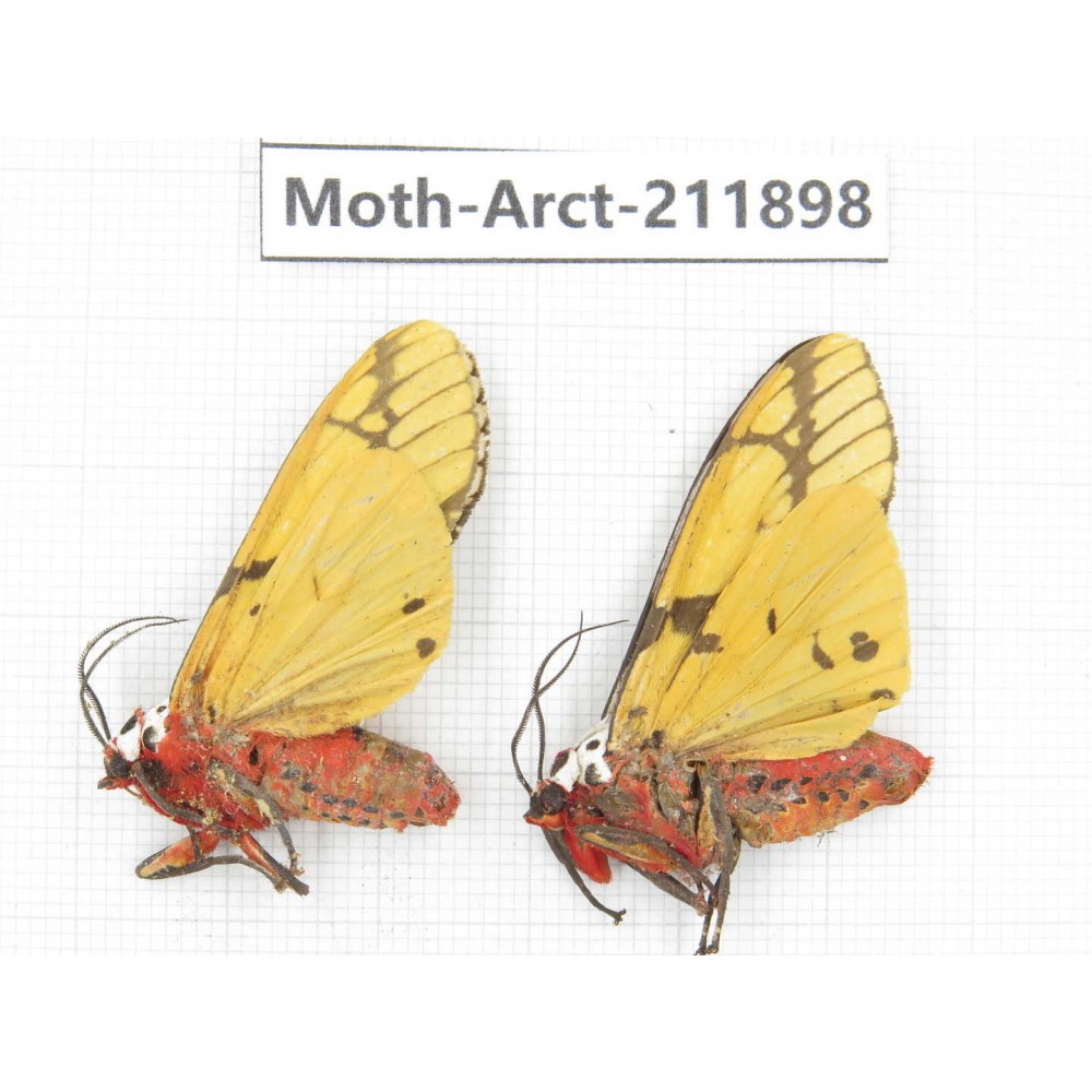 Arctiidae sp. China, Yunnan, Dali, S of Mt.Cangshan. 2Pcs. Moth-Arct-211898.