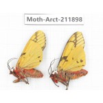 Arctiidae sp. China, Yunnan, Dali, S of Mt.Cangshan. 2Pcs. Moth-Arct-211898.