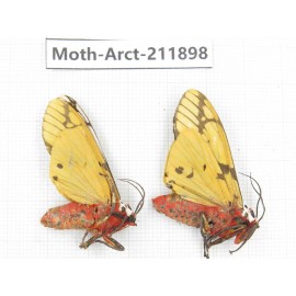 Arctiidae sp. China, Yunnan, Dali, S of Mt.Cangshan. 2Pcs. Moth-Arct-211898.