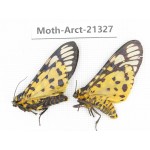 Arctiidae sp. China, Yunnan, Dehong area, Longchuan county. 2Pcs. Moth-Arct-21327.