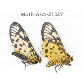 Arctiidae sp. China, Yunnan, Dehong area, Longchuan county. 2Pcs. Moth-Arct-21327.