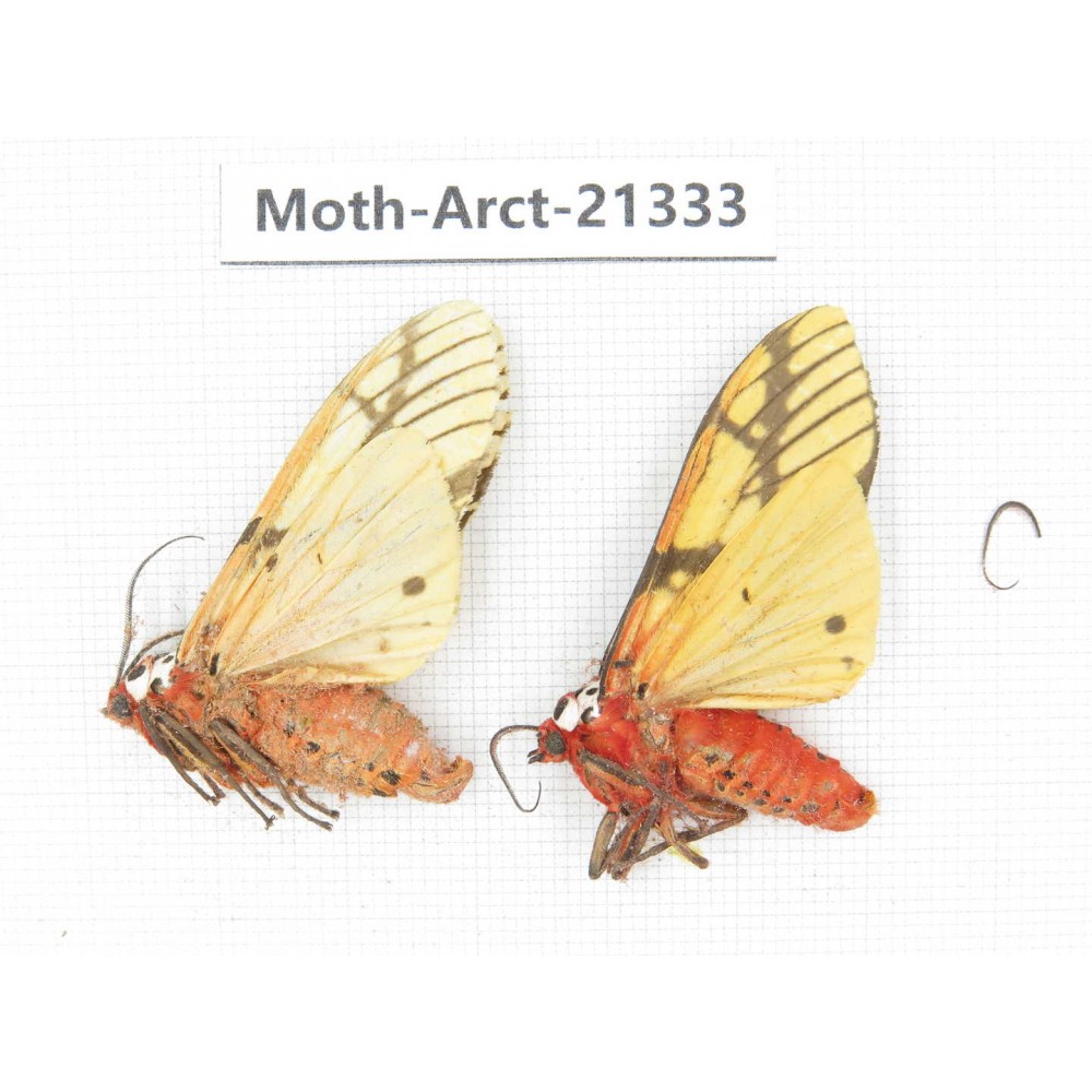 Arctiidae sp. China, Yunnan, Dehong area, Longchuan county. 2M. Moth-Arct-21333.