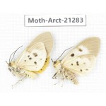 Arctiidae sp. China, Yunnan, Dehong area, Longchuan county. 2Pcs. Moth-Arct-21283.