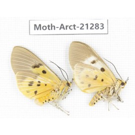 Arctiidae sp. China, Yunnan, Dehong area, Longchuan county. 2Pcs. Moth-Arct-21283.