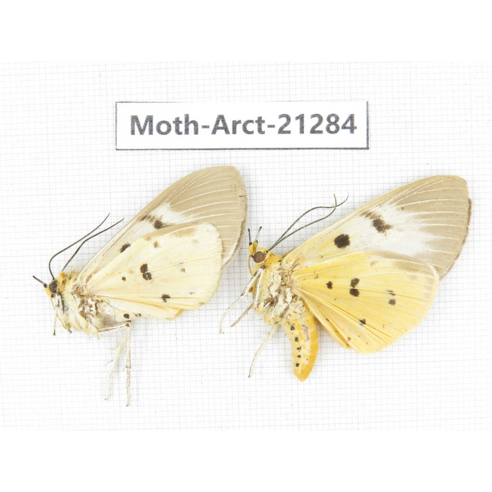 Arctiidae sp. China, Yunnan, Dehong area, Longchuan county. 2Pcs. Moth-Arct-21284.