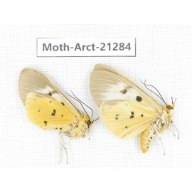 Arctiidae sp. China, Yunnan, Dehong area, Longchuan county. 2Pcs. Moth-Arct-21284.