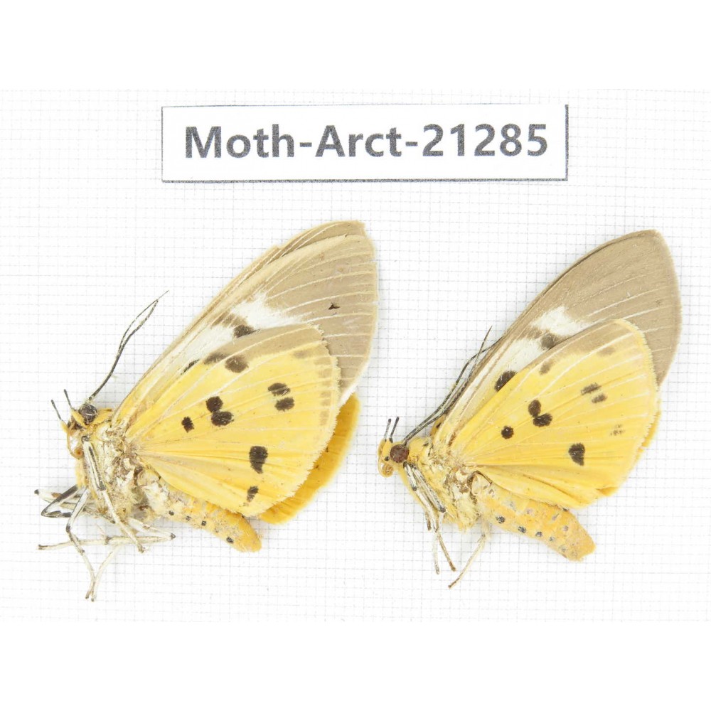 Arctiidae sp. China, Yunnan, Dehong area, Longchuan county. 2Pcs. Moth-Arct-21285.