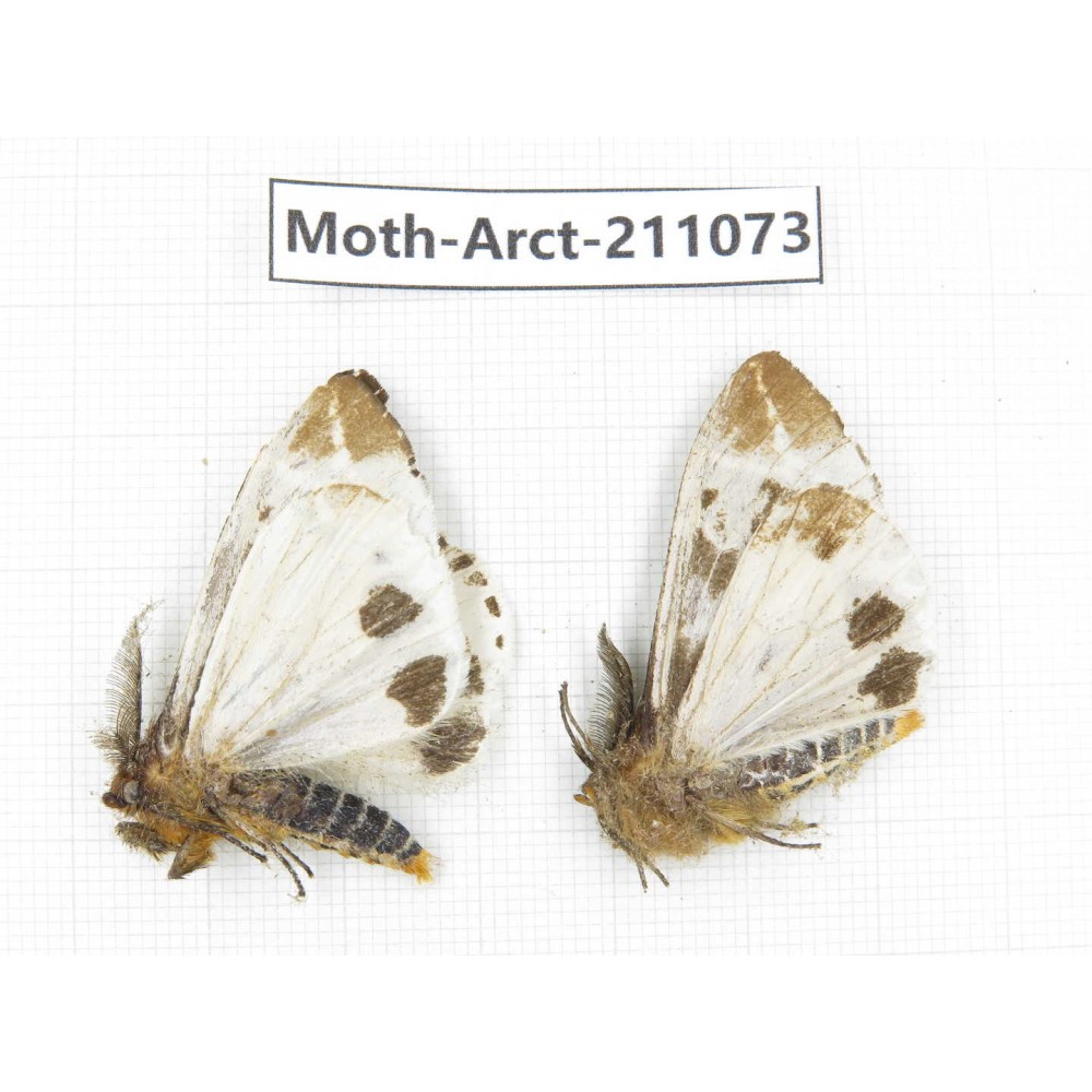 Arctiidae sp. China, Yunnan, Dehong, Yingjiang county. 2Pcs. Moth-Arct-211073.