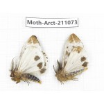 Arctiidae sp. China, Yunnan, Dehong, Yingjiang county. 2Pcs. Moth-Arct-211073.