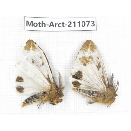 Arctiidae sp. China, Yunnan, Dehong, Yingjiang county. 2Pcs. Moth-Arct-211073.