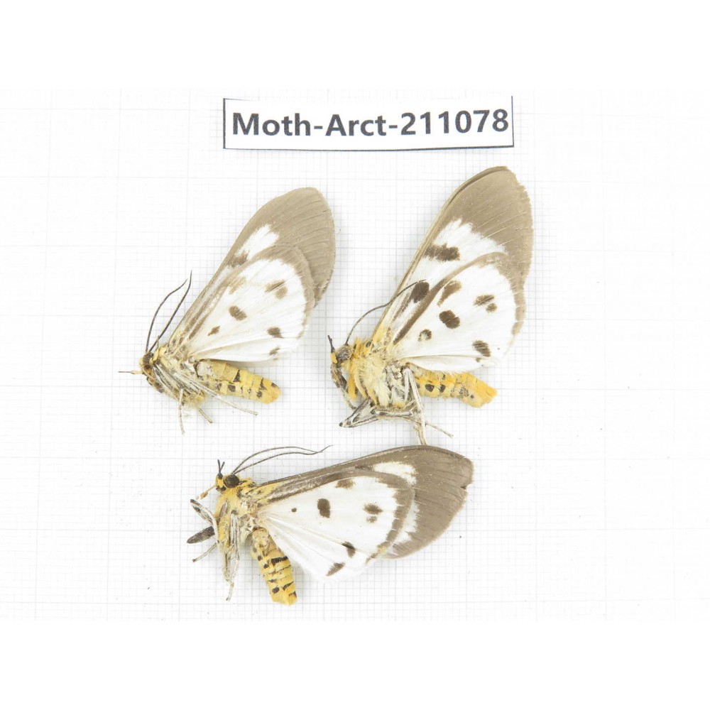 Arctiidae sp. China, Yunnan, Dehong, Yingjiang county. 3Pcs. Moth-Arct-211078.