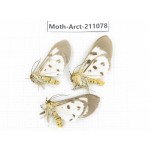 Arctiidae sp. China, Yunnan, Dehong, Yingjiang county. 3Pcs. Moth-Arct-211078.