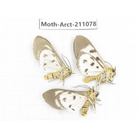 Arctiidae sp. China, Yunnan, Dehong, Yingjiang county. 3Pcs. Moth-Arct-211078.