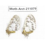 Arctiidae sp. China, Yunnan, Dehong, Yingjiang county. 2Pcs. Moth-Arct-211079.