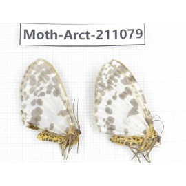 Arctiidae sp. China, Yunnan, Dehong, Yingjiang county. 2Pcs. Moth-Arct-211079.