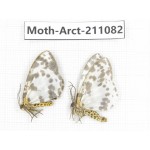 Arctiidae sp. China, Yunnan, Dehong, Yingjiang county. 2Pcs. Moth-Arct-211082.