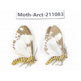 Arctiidae sp. China, Yunnan, Dehong, Yingjiang county. 2Pcs. Moth-Arct-211083.