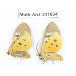 Arctiidae sp. China, Yunnan, Dehong, Yingjiang county. 2Pcs. Moth-Arct-211084.