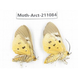 Arctiidae sp. China, Yunnan, Dehong, Yingjiang county. 2Pcs. Moth-Arct-211084.