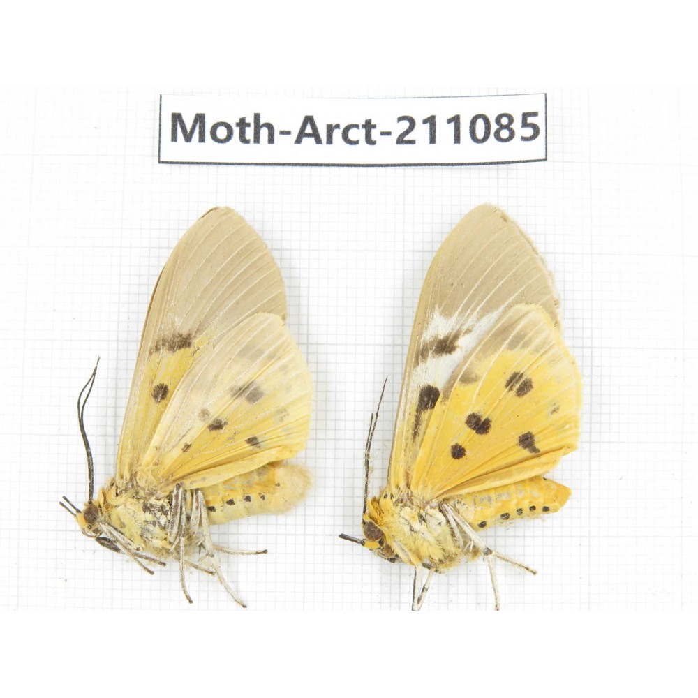 Arctiidae sp. China, Yunnan, Dehong, Yingjiang county. 2Pcs. Moth-Arct-211085.