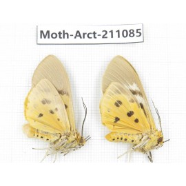 Arctiidae sp. China, Yunnan, Dehong, Yingjiang county. 2Pcs. Moth-Arct-211085.