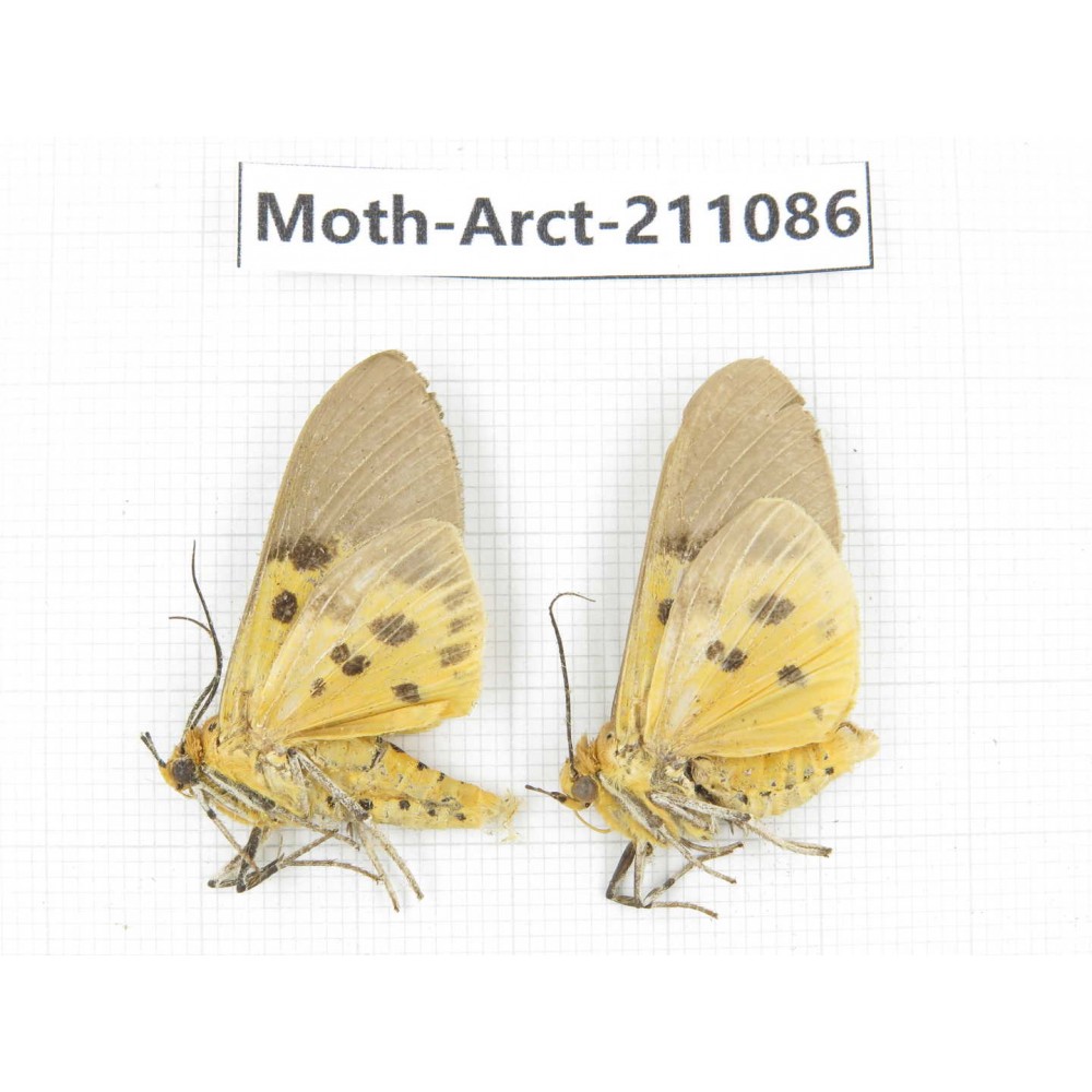 Arctiidae sp. China, Yunnan, Dehong, Yingjiang county. 2Pcs. Moth-Arct-211086.