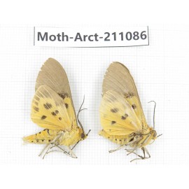 Arctiidae sp. China, Yunnan, Dehong, Yingjiang county. 2Pcs. Moth-Arct-211086.