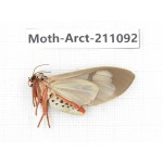 Arctiidae sp. China, Yunnan, Dehong, Yingjiang county. 1Pcs. Moth-Arct-211092.