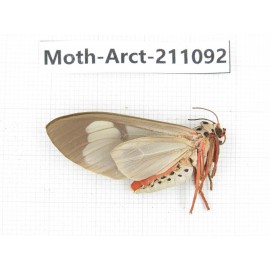 Arctiidae sp. China, Yunnan, Dehong, Yingjiang county. 1Pcs. Moth-Arct-211092.