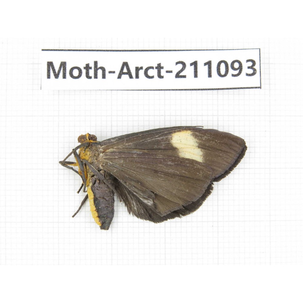 Arctiidae sp. China, Yunnan, Dehong, Yingjiang county. 1Pcs. Moth-Arct-211093.