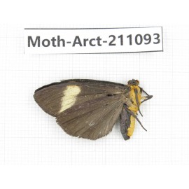 Arctiidae sp. China, Yunnan, Dehong, Yingjiang county. 1Pcs. Moth-Arct-211093.