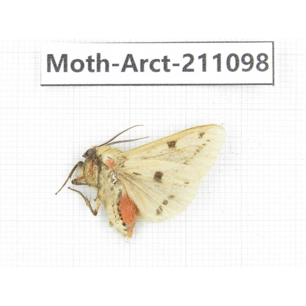 Arctiidae sp. China, Yunnan, Dehong, Yingjiang county. 1Pcs. Moth-Arct-211098.