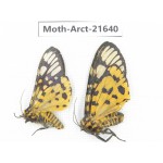 Arctiidae sp. China, Yunnan, Nujiang valley, N of Mt.Biluoxueshan. 2Pcs. Moth-Arct-21640.
