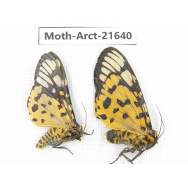 Arctiidae sp. China, Yunnan, Nujiang valley, N of Mt.Biluoxueshan. 2Pcs. Moth-Arct-21640.