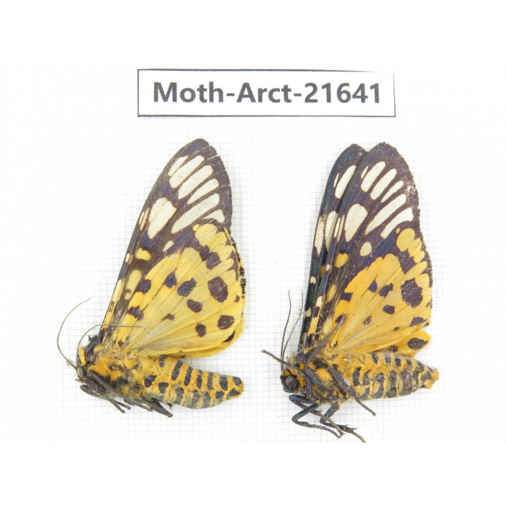 Arctiidae sp. China, Yunnan, Nujiang valley, N of Mt.Biluoxueshan. 2Pcs. Moth-Arct-21641.